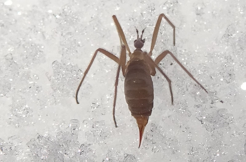 Maschio e femmina di Chionea sp. (Limoniidae)